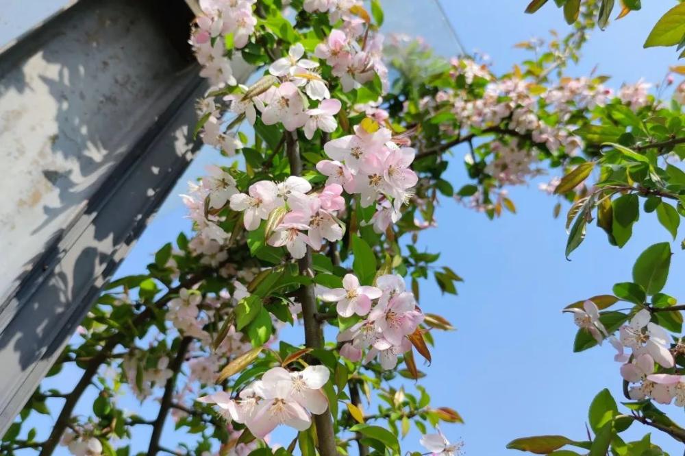 赏春光 | 赴一场春天的约会